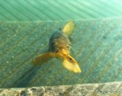 De verrassende leeftijd van de goudvis: hoe oud een goudvis echt kan worden