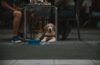 De leeftijd van een hond: van pup tot senior