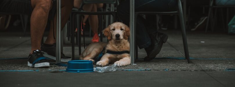 De leeftijd van een hond: van pup tot senior
