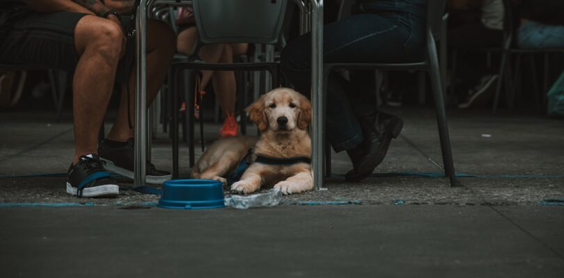 De leeftijd van een hond: van pup tot senior
