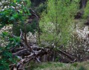 Joke Bruijs overleden: een leven vol muziek, humor en warmte