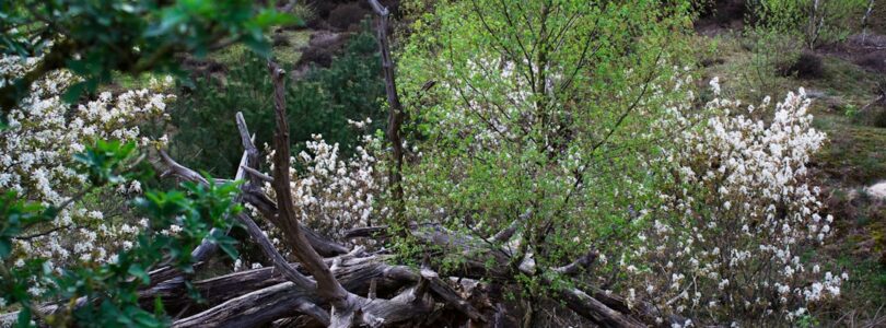 Loretta Schrijver overleden: Een warm en bekend gezicht uit de Nederlandse media